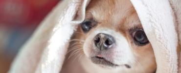 Возможные осложнения после родов у собак: причины, симптомы, лечение Учащенное дыхание у родившей суки