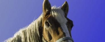 Мыт лошадей: диагноз, лечение, иммунитет и иммунизация, профилактика и меры борьбы